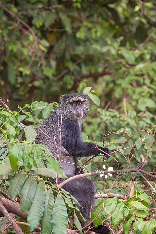 坐在树上的猴子肖像，坦桑尼亚图片素材