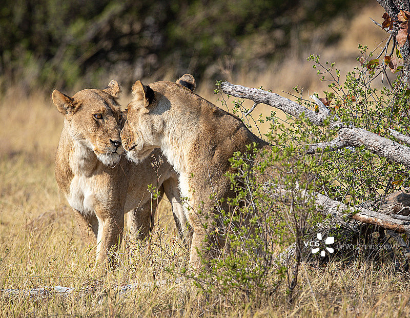 博茨瓦纳, 恩加米兰北部, 幼狮图片素材