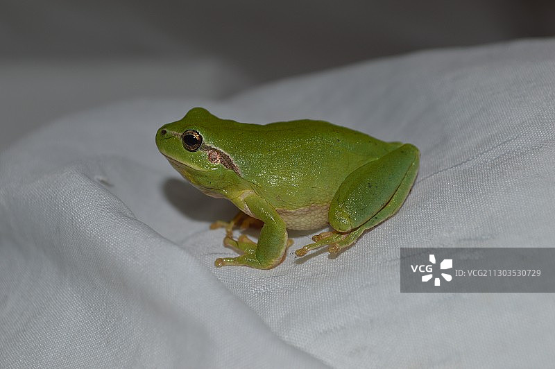 法国树叶上的青蛙特写图片素材
