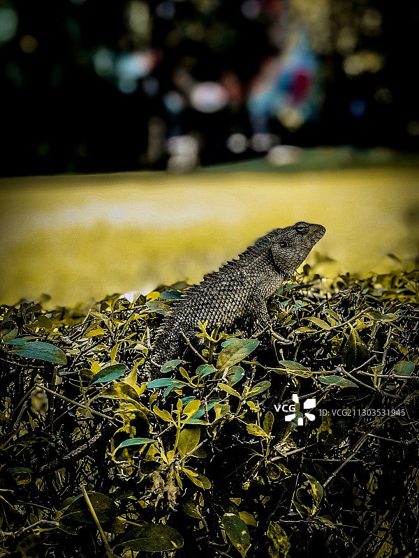 植物上的蜥蜴特写，印度泰米尔纳德邦帕杜尔图片素材