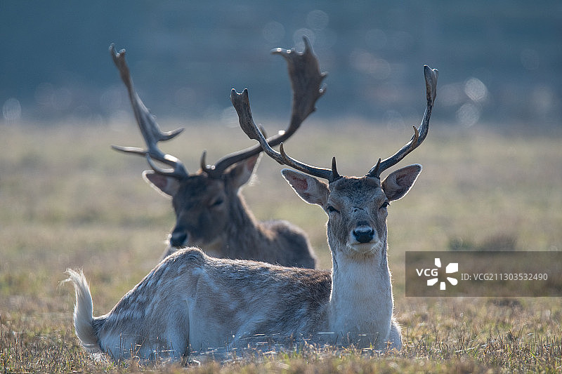 英国布拉德盖特公园，坐在田野上的鹿图片素材