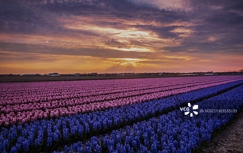 荷兰利瑟日落时分多云天空下的田野风光图片素材