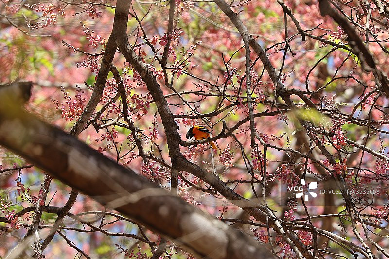 哥斯达黎加瓜纳卡斯特省塔马林多仰视樱花树图片素材