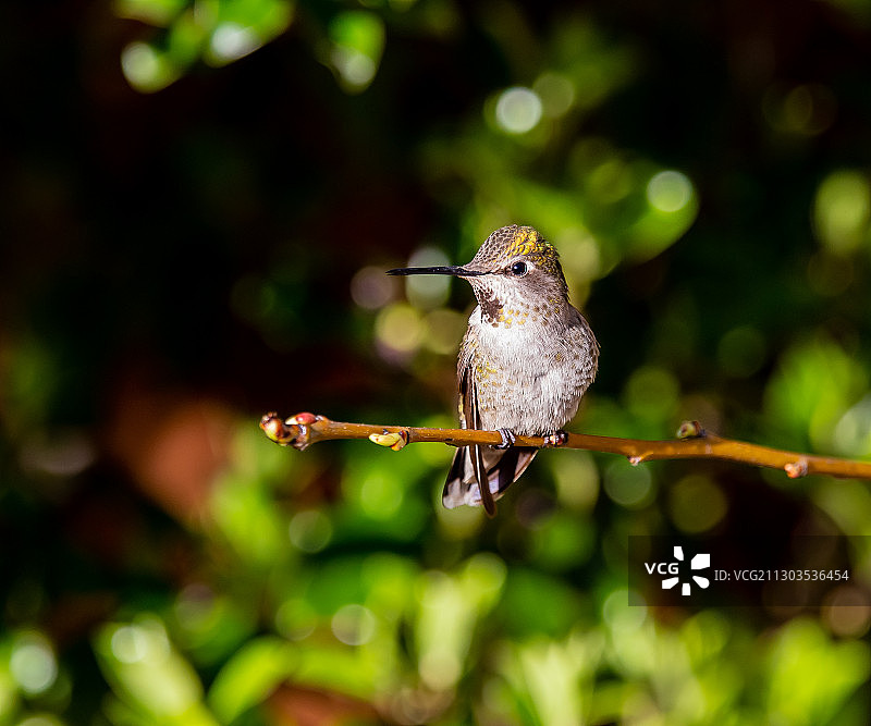 特写：栖息在植物上的鸟，丹维尔，加利福尼亚州，美国图片素材