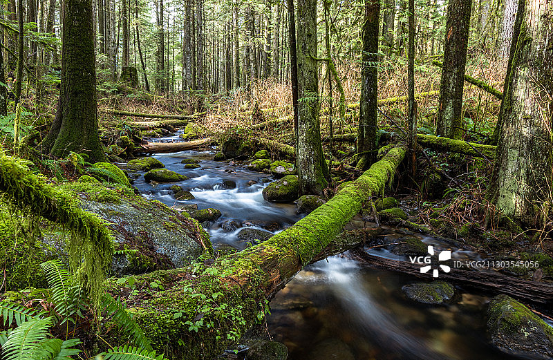 加拿大金耳朵省立公园森林小溪景观图片素材