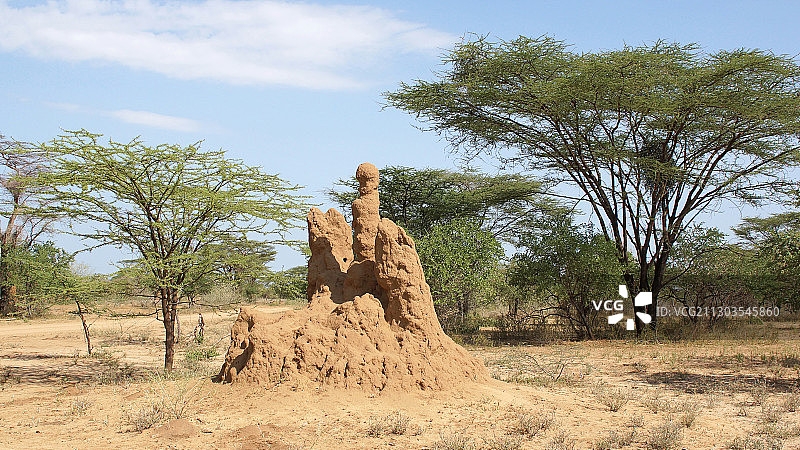 田野上的树木映衬着天空图片素材