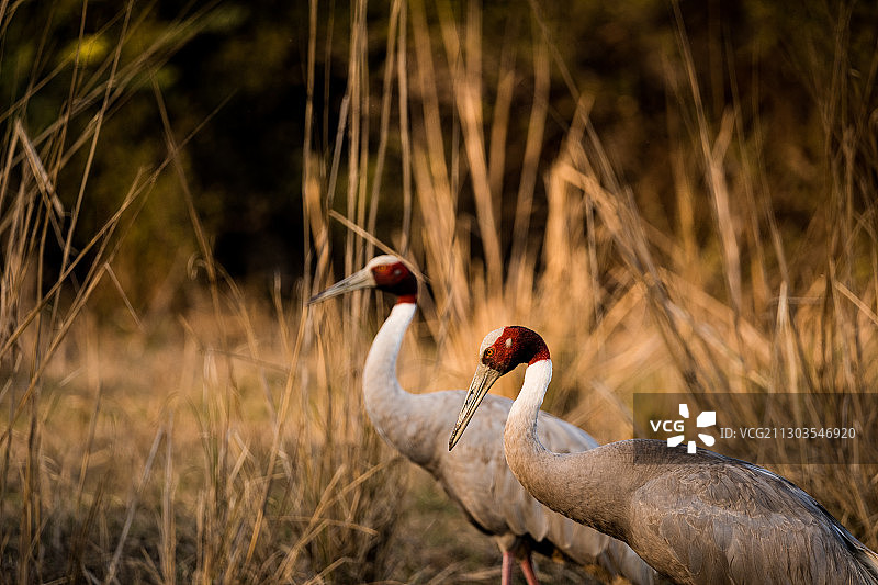 鸟类栖息在印度伯拉特普尔鸟类保护区的田野上图片素材