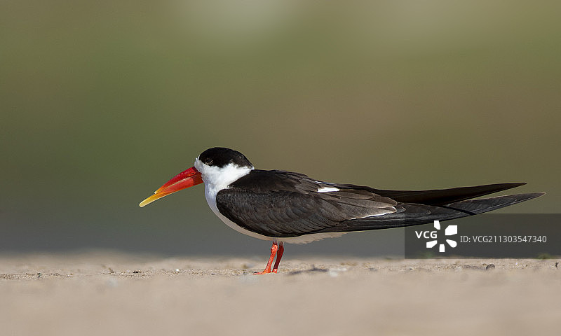 鸟类栖息在沙滩上的特写，印度珀勒德布尔鸟类保护区图片素材