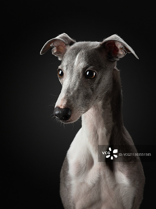 黑色背景下的狗肖像图片素材