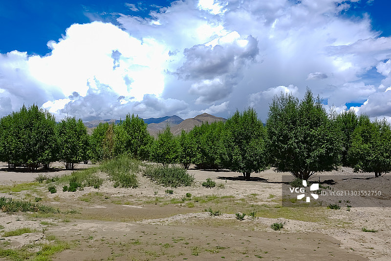 西藏雅鲁藏布江流域：绿洲 防护林 河床图片素材