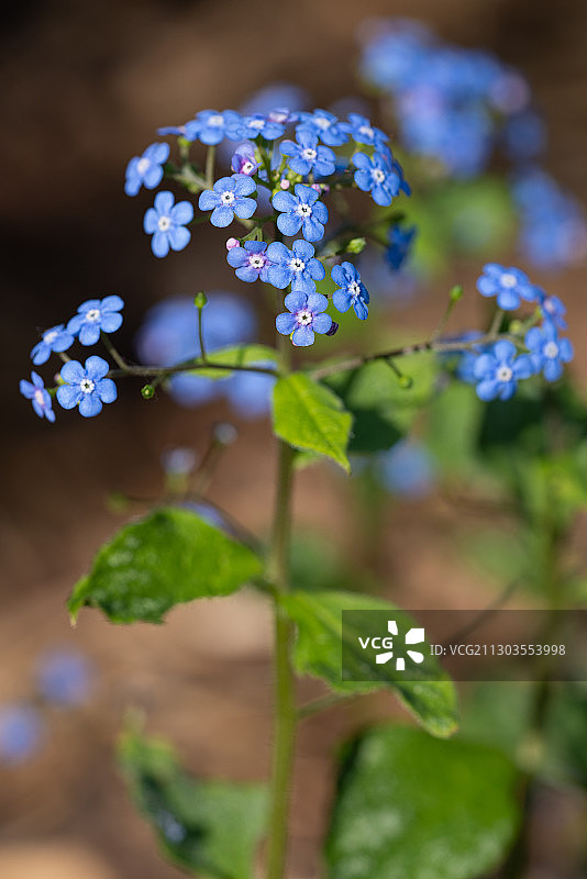 特写的紫色开花植物图片素材
