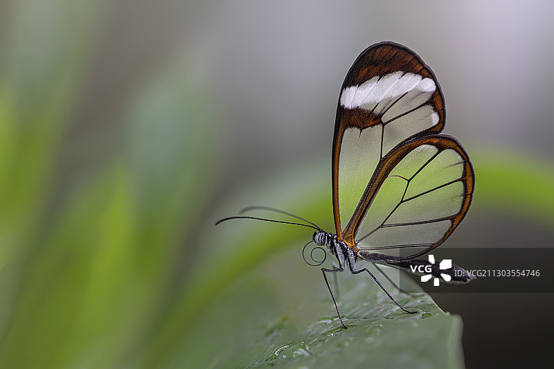 叶子上的蝴蝶特写，荷兰图片素材