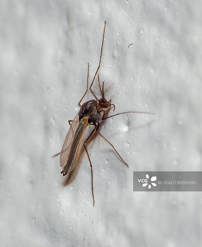 雪地上的昆虫特写图片素材