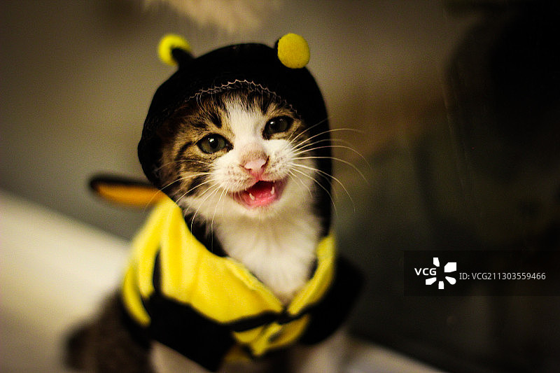 萌猫子图片素材