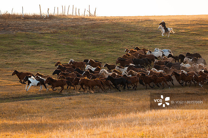 坝上跑马图片素材
