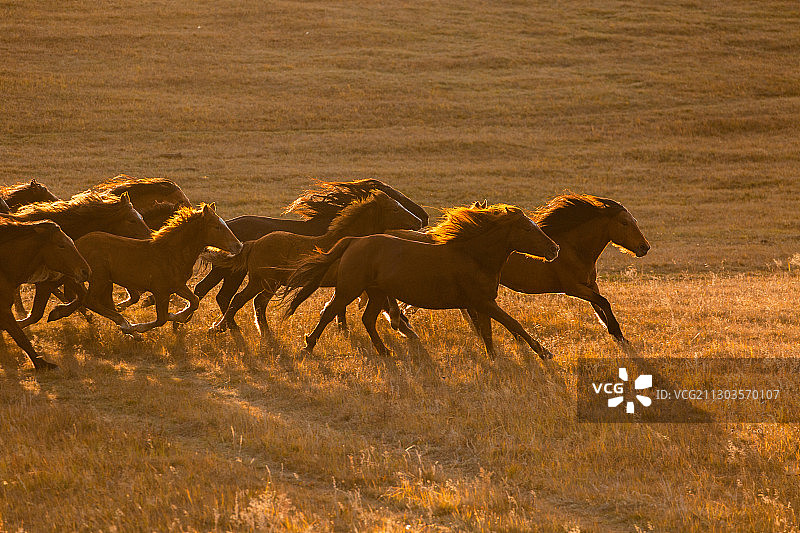 坝上跑马图片素材