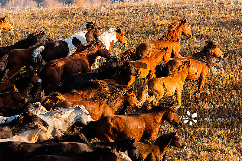 坝上跑马图片素材