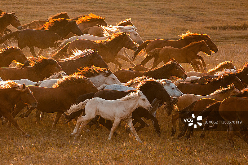 坝上跑马图片素材