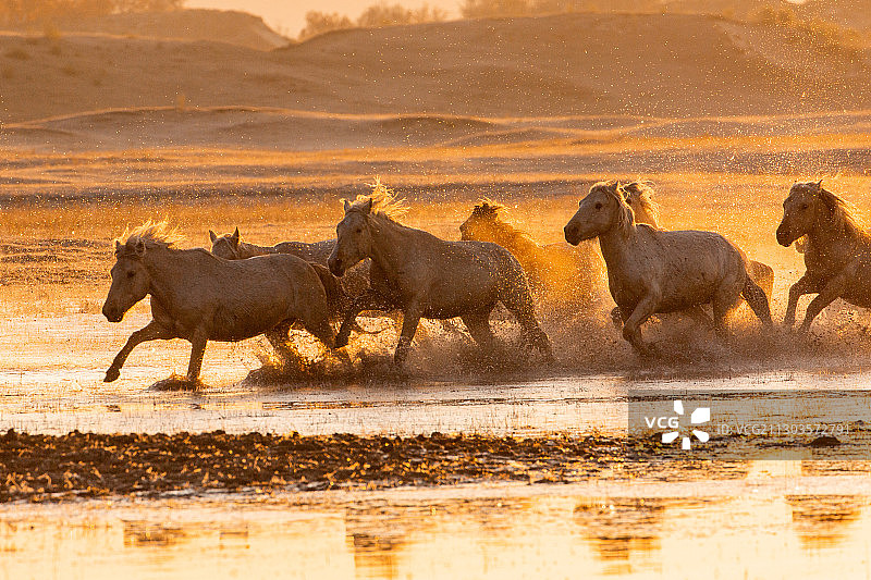 马踏水花图片素材