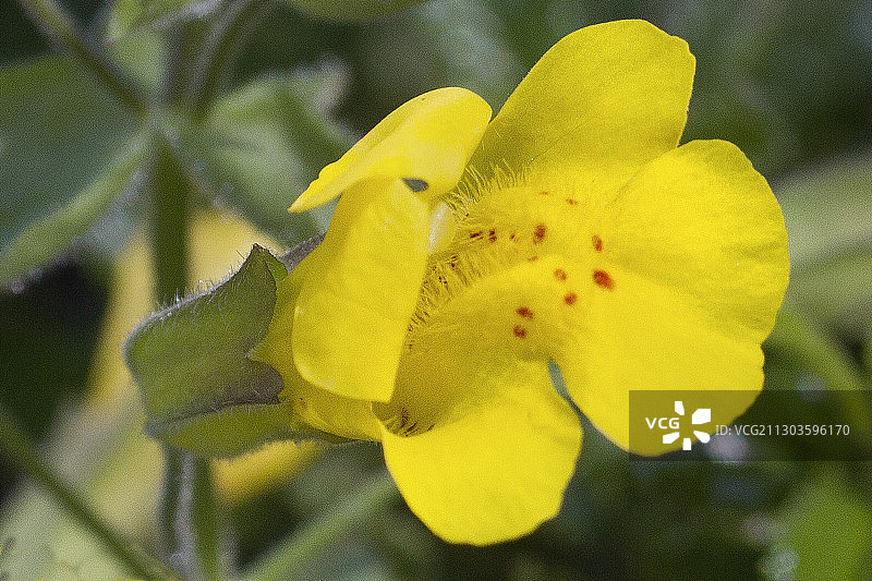 渗泉猴面花图片素材