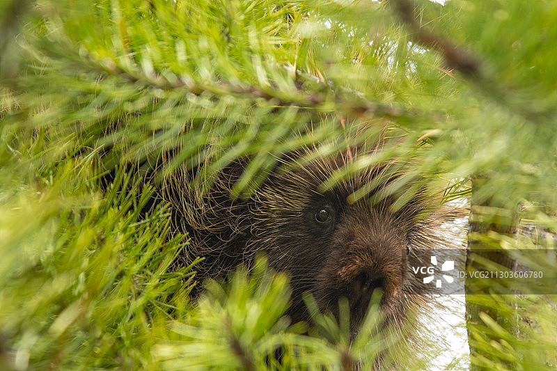 田野上的刺猬特写图片素材