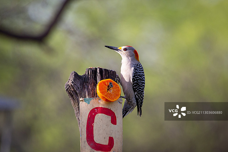 鸟类栖息于植物特写，美国德克萨斯州圣安吉洛图片素材