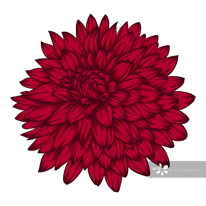 白色背景上美丽的粉色大丽花图片素材