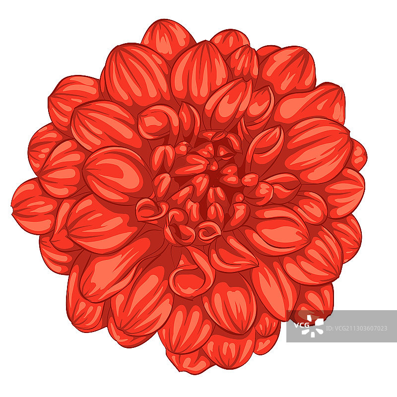 白色背景上美丽的红色大丽花图片素材