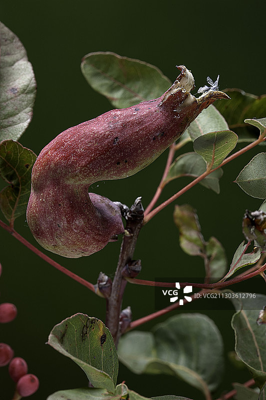 黄连木上的白宗蚜虫（黄连木角瘿蚜虫）图片素材