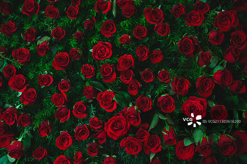 印度卡纳塔克邦班加罗尔红色玫瑰全画幅照片图片素材