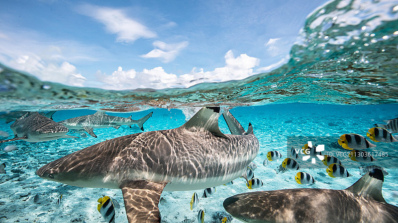 波拉波拉岛海中游动的鱼特写，法属波利尼西亚图片素材