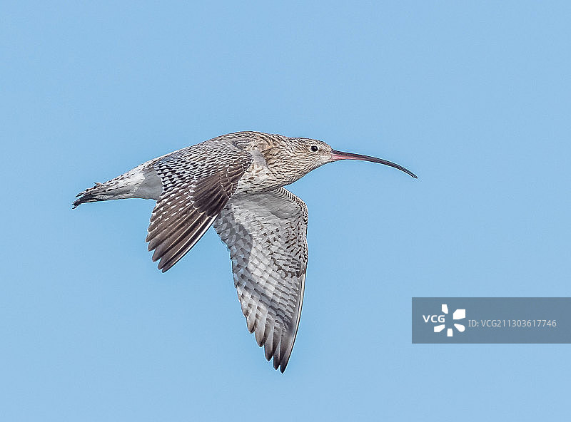晴朗蓝天下飞鸟的低角度视图图片素材