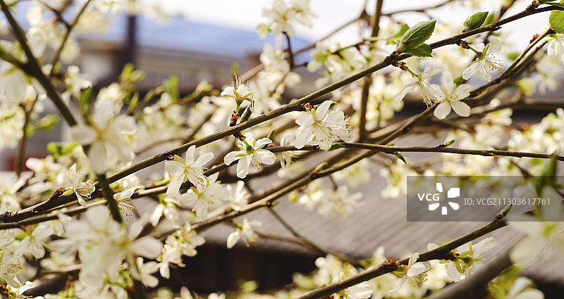克罗地亚卡尔洛瓦茨春季樱花特写图片素材