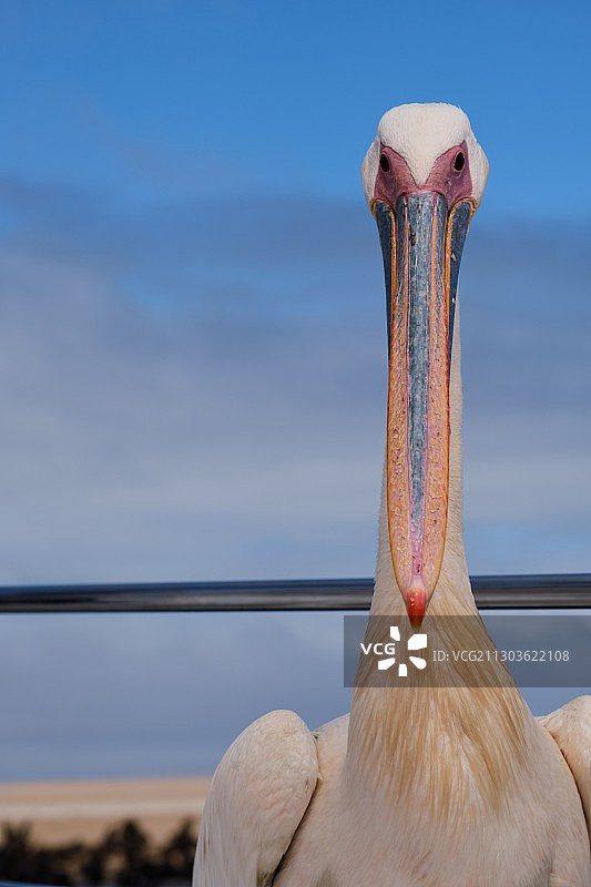 纳米比亚埃龙戈区鲸湾港鹈鹕的特写图片素材