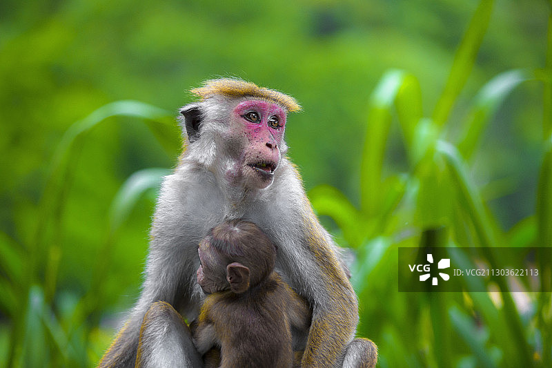 斯里兰卡南部省份汉班托塔：猴子坐在田野上的特写图片素材