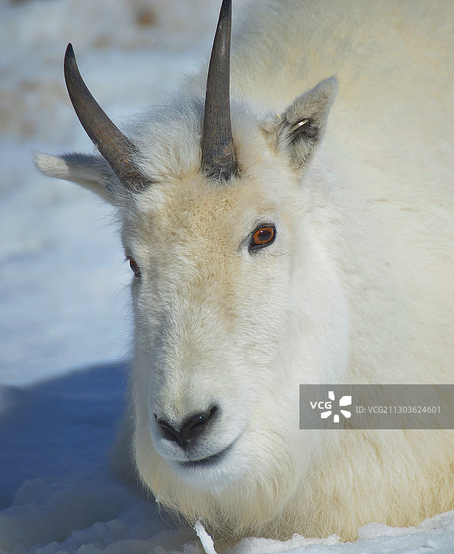 鹿的特写图片素材
