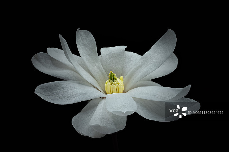俄勒冈州梅德福白色花朵特写图片素材