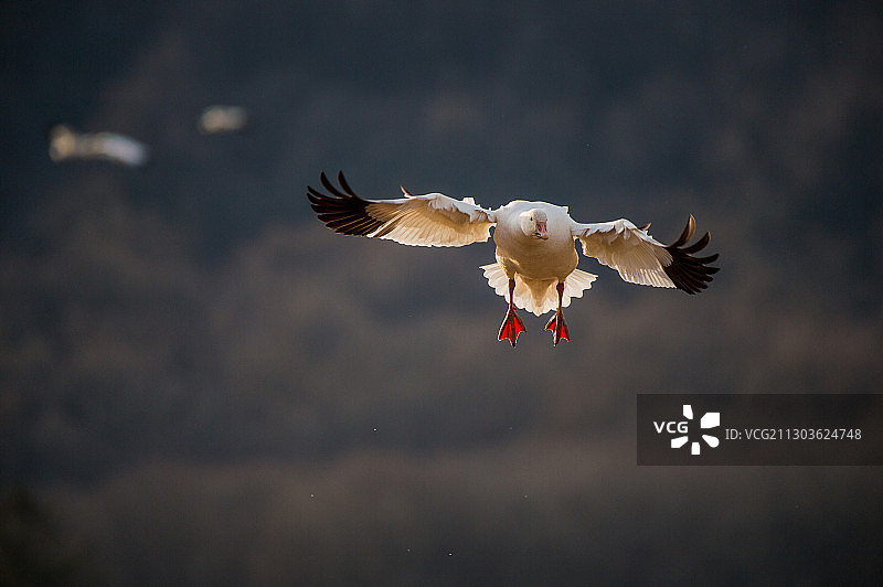低角度的鸟对着天空飞行图片素材