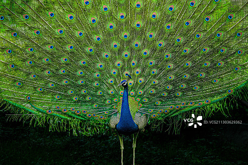 孔雀特写，印度德里新德里图片素材