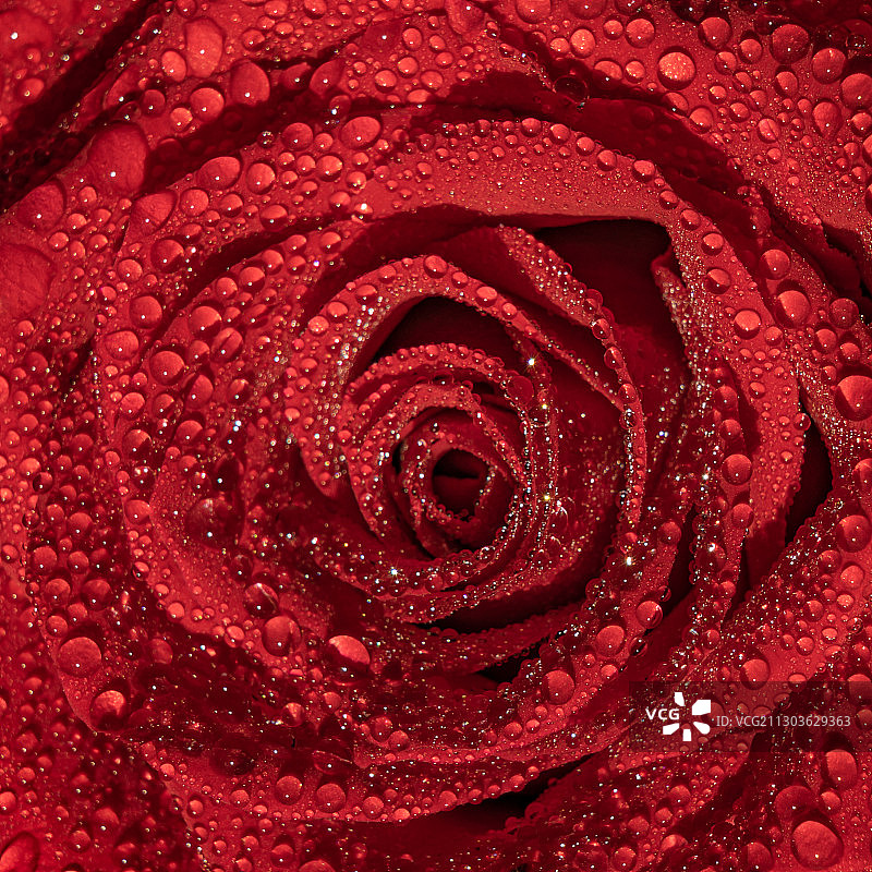 湿红玫瑰全画幅照片图片素材