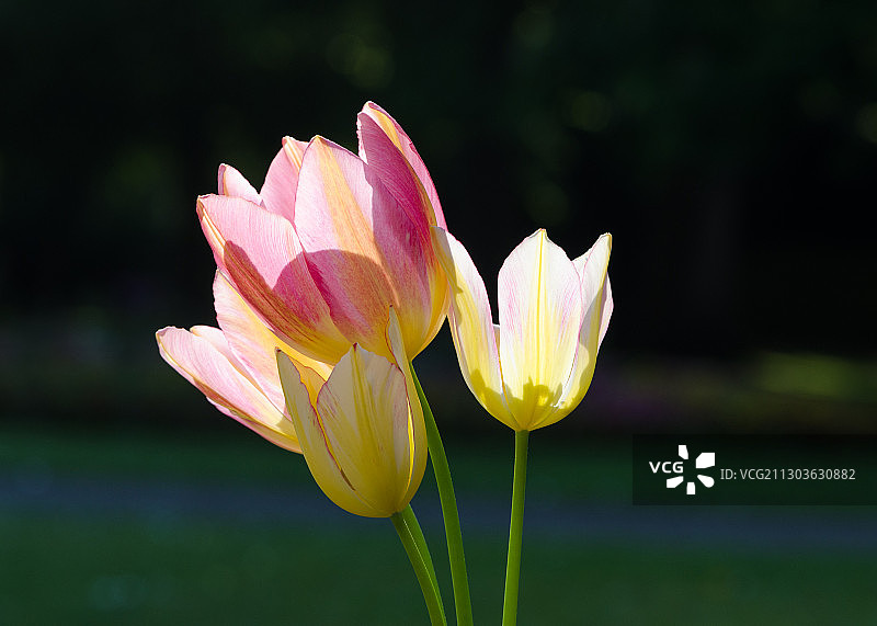 粉色荷花睡莲特写，英国利奇菲尔德图片素材