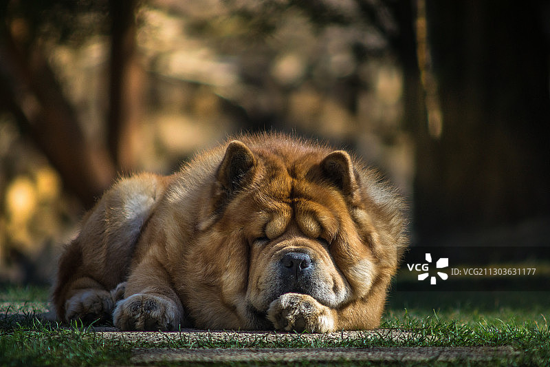 在田野上放松的狗狗特写图片素材
