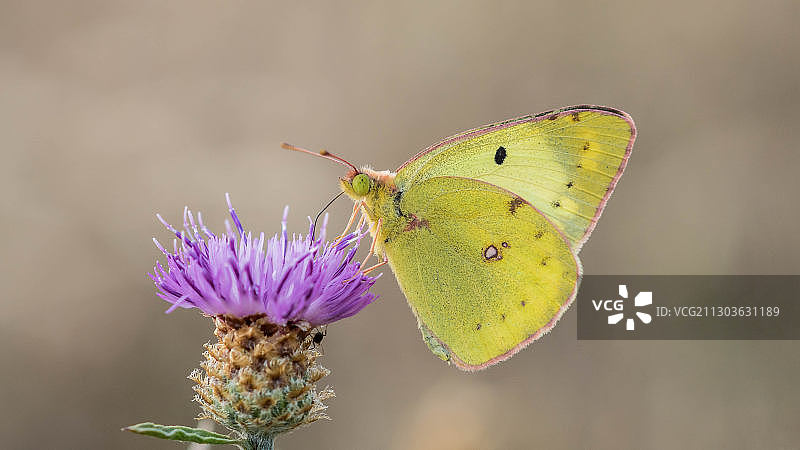 蝴蝶在紫色花朵上采蜜特写，德国图片素材