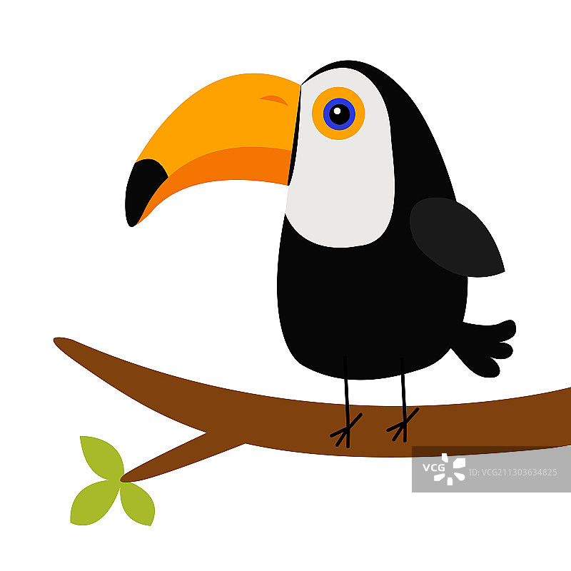 树枝上可爱的大嘴鸟图片素材