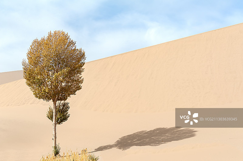 敦煌沙丘边的一棵白杨树图片素材