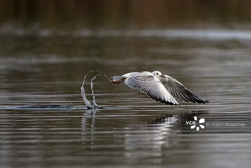 逗你玩图片素材