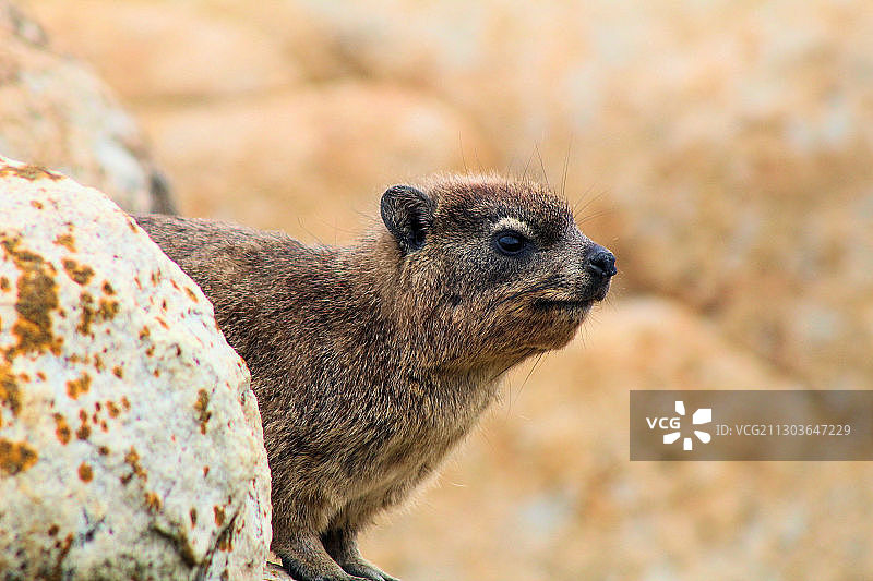 狐獴特写，望向远处图片素材