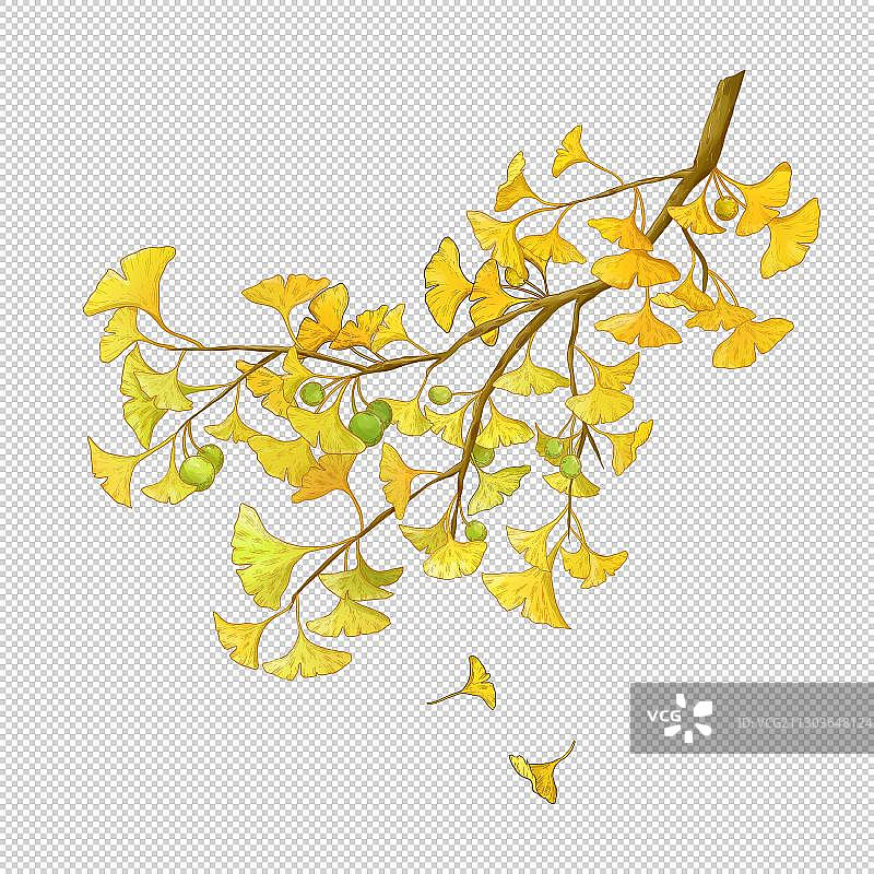 一只银杏图片素材
