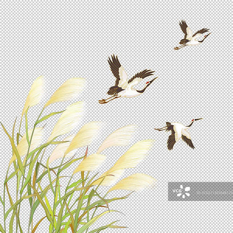 芦苇丛图片素材