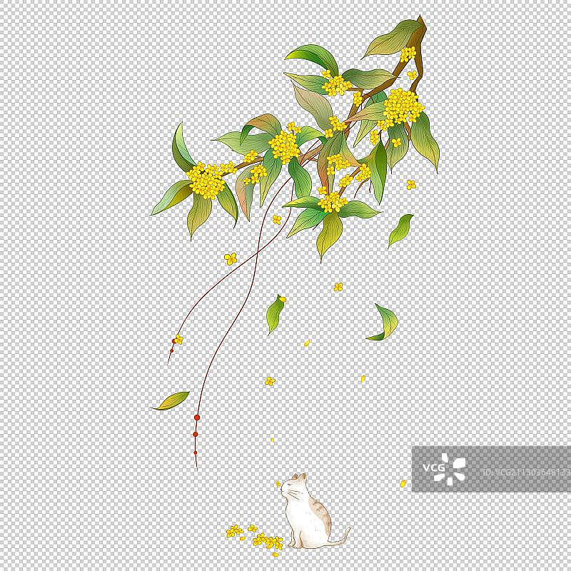 一枝桂花图片素材